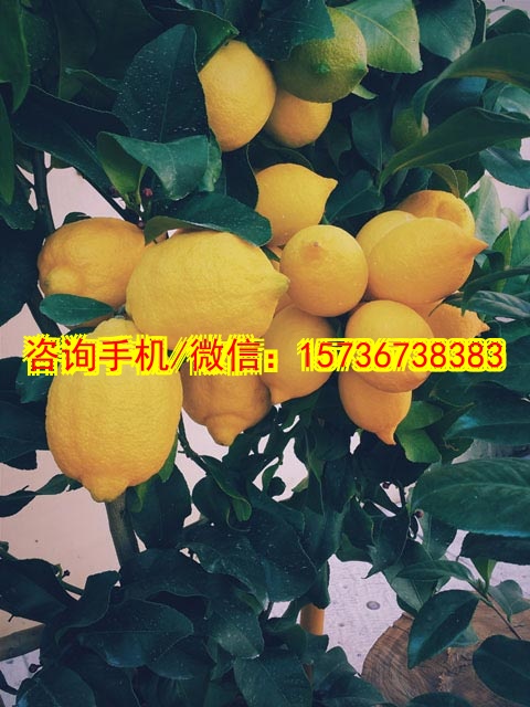 芜湖代妈机电设备工程